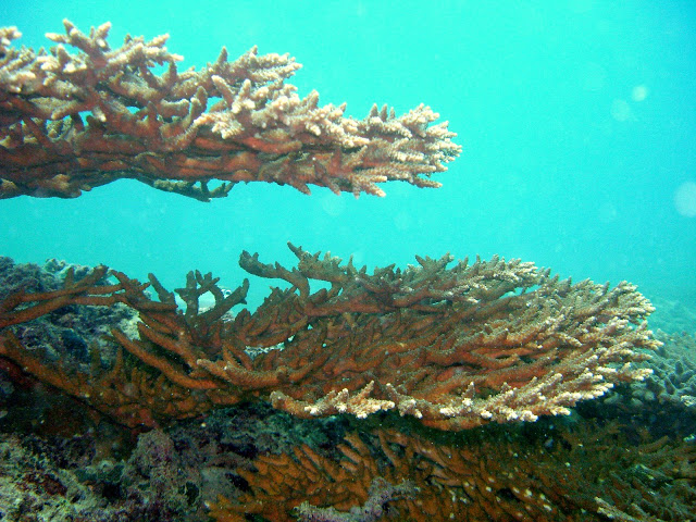 Acropora downingi-Coral